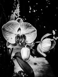 Flor nº 5, 2025 (foto)
