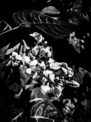Flor nº 6, 2025 (foto)