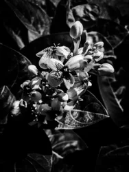 Flor nº 7, 2025 (foto)