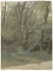 Vista da floresta