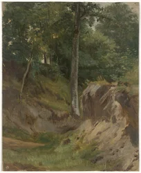 Córrego seco na floresta