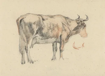 Vaca em pé, à direita