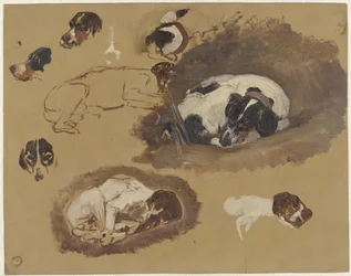 Estudos de um cão de caça
