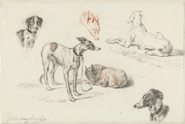 Estudos de cães