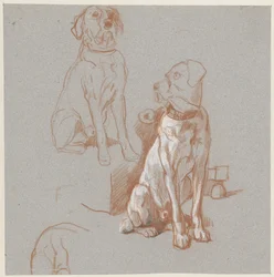 Dois estudos de um cão sentado