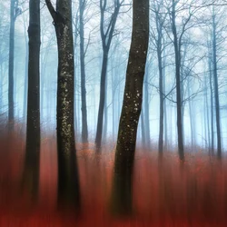 Sonho da Floresta Enevoada
