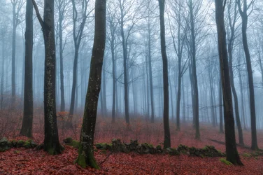 Caminho da Floresta Ennevoada