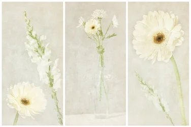 Flores brancas e delicadas
