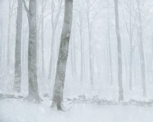Floresta com neve no inverno