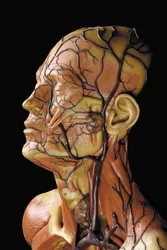 Detalhe de um modelo de ecorcha anatômica masculina, exibindo músculos, artérias e veias, circulação e sistema nervoso