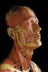 Detalhe de um modelo de ecorca anatômica masculina, exibindo músculos, artérias e veias, a circulação e o sistema nervoso (cera) (ver também 469823 a 469827)