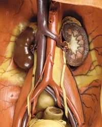 Detalhe de um modelo de ecorca anatômica masculina, exibindo músculos, artérias e veias, a circulação e o sistema nervoso (cera) (ver também 469822 a 469827)
