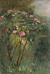 A roseira
