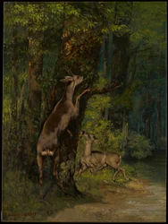 Veados na floresta