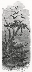 Um funeral celta no céu, 1866