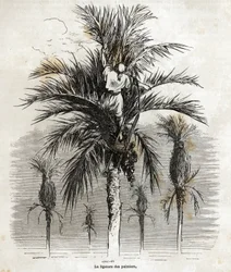 A ligação das palmeiras em Elche, com o objectivo de preservar a brancura, para as trançar, desenho de Gustave Dore (1832-1883), para ilustrar a sua viagem à Espanha, em 1862, com Ch. Davillier. Gravura em "Le tour du monde", editado por E