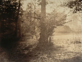 Estudo de Árvores, Floresta de Fontainebleau, ca. 1856.