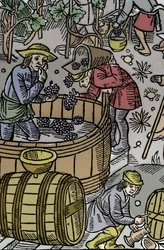 Vindima - vindima - Calendário dos Pastores - Os Trabalhos dos Meses - Outubro - Corte de madeira do livro de 1496 impresso por Guy Marchant (Guido Mercator) em Troyes - Gravura em madeira em "Le grand Calendrier et compost des shepherds" - A vindima - e o