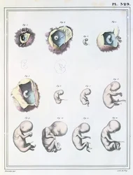 Diagrama mostrando os estágios do desenvolvimento embrionário, de &39;Manuel d&39;Anatomie Descritiva do Corpo Humain&39; por Jules Cloquet (1790-1883) gravada por de Frey, 1825