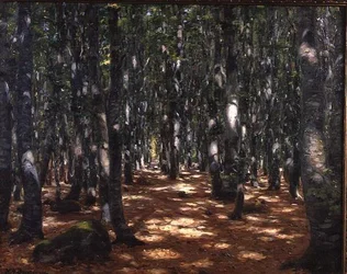 Floresta iluminada pelo sol