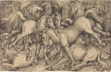 Grupo de sete cavalos na floresta