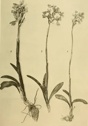 Anais do K.K. Museu do Tribunal de História Natural (1914) (18201357971)