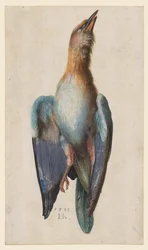 Rolo azul morto, 1583.