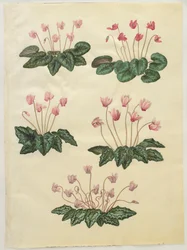 Cyclamen purprascens do álbum Gottorfer Codex, c.1650 (guache no pergaminho)