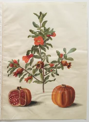 Punica granatum do álbum Gottorfer Codex, c.1650 (guache no pergaminho)