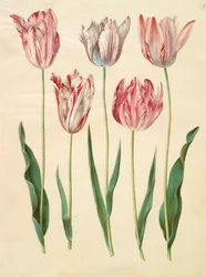Tulipa gesneriana do álbum Gottorfer Codex, c.1650 (guache no pergaminho)