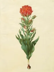 Tulipa gesneriana do álbum Gottorfer Codex, c.1650 (guache no pergaminho)