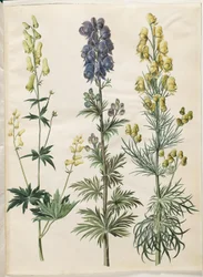 Aconitum lycoctonum (nordisk stormhat); Napellus de acônito (chapéu de tempestade Ægte); Acônito anthora (finbladet stormhat)