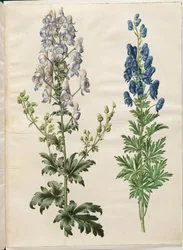 Acônito Variegado (broget stormhat); Acônito napellus (chapéu de tempestade Ægte)