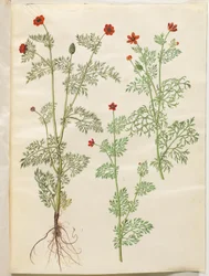 Adonis anual (høst-adonis); Verão de Adonis (sommer-adonis)