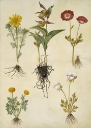 Vernal Adonis (vår-adonis); Cypripedium calceolus (stor fruesko); ranúnculo asiático (have-ranunkel); Buttercup (arte de ranunkel)