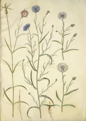 Agrostemma githago (joio-dos-trigos); Centaurea cyanus (centáurea)