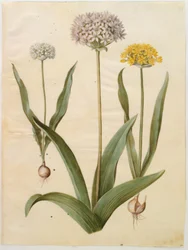 Allium moly (alho-dourado); Allium nigrum (alho-preto)
