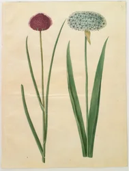 Allium sphaerocephalon (alho-ornamental-mediterrânico); Allium nigrum (alho-preto)