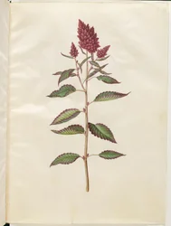 Amaranto de sangue (amaranto vermelho)