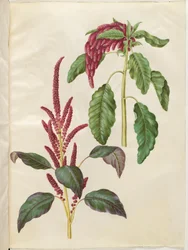 Amaranto sangrento (amaranto vermelho); Amaranthus caudado (revehale-amarant)