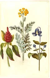 Amaranto sangrento (amaranto vermelho); Jacobea maritima (gråblad); Clematis integrifolia (blå staudeklematis)