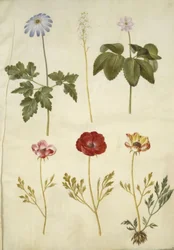 Anêmona apennina (anêmona dos Apeninos); Tiarella cordifolia (flor de espuma comum); Anêmona trifolia (anêmona tripla); Ranunculus asiaticus (bolinho de ouro do jardim)