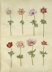 Anêmona coronaria (anêmona de fransk)