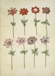 Anêmona coronaria (anêmona de fransk)