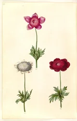 Anêmona coronaria (anêmona de fransk)