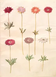 Anêmona coronaria (anêmona francesa); Anêmona ×fulgens (anêmona brilhante)