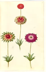 Anêmona ×fulgens (anêmona brilhante)
