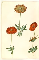Anêmona ×fulgens (anêmona brilhante)
