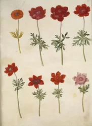 Anêmona ×fulgens (anêmona brilhante); Anêmona coronaria (anêmona francesa)