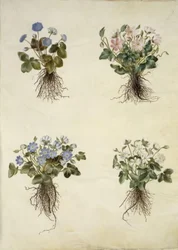 Anêmona hepática (anêmona azul)